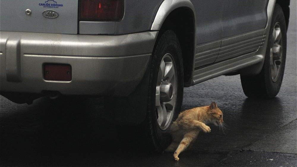 Mira el momento exacto en que un gato se salva de ser arrollado Mira el momento exacto en que un gato se salva de ser arrollado