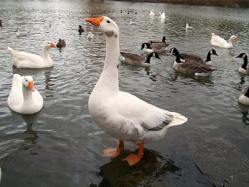 Se crea comisión para el cuidado de aves en el Valle de México