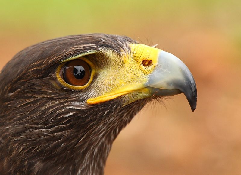 Decomisa PROFEFA ejemplar de águila