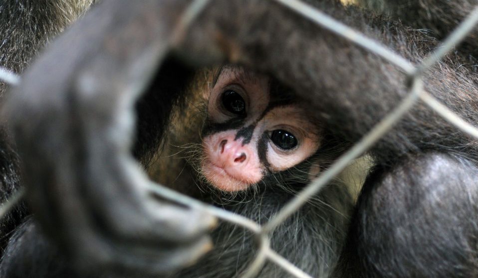 Hay más tráfico de animales que de armas en México Hay más tráfico de animales que de armas en México