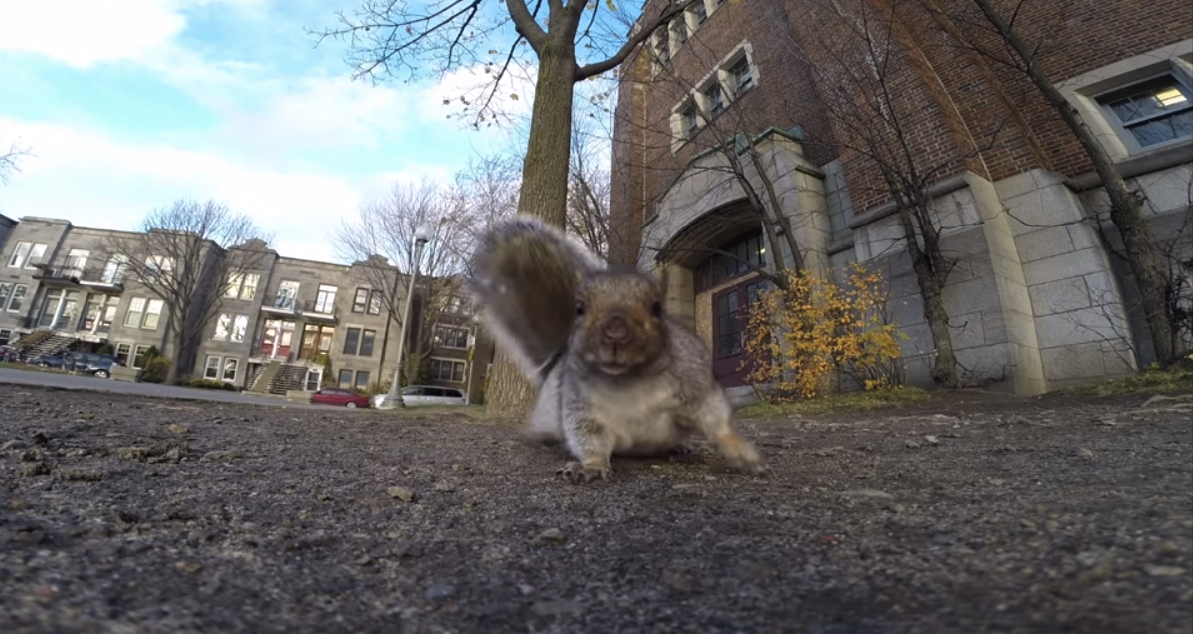 Una ardilla se roba cámara GoPro Una ardilla se roba cámara GoPro