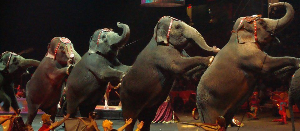 Busca asambleísta revertir prohibición de animales en circos