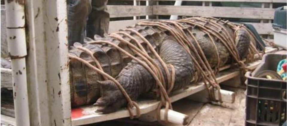 Rescatan a cocodrilo en Chiapas