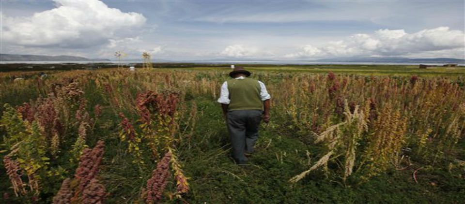 La quinua desata guerra comercial en los Andes La quinua desata guerra comercial en los Andes