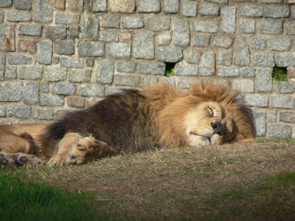 Autoridades confirman que hay un león suelto en Xalapa Autoridades confirman que hay un león suelto en Xalapa