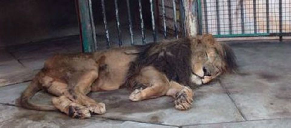 Aseguran león africano en Iztapalapa Aseguran león africano en Iztapalapa
