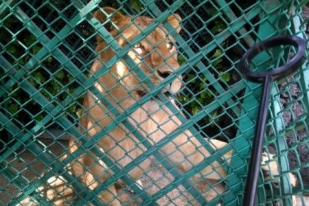 Leona es rescatada de restaurante del DF Leona es rescatada de restaurante del DF