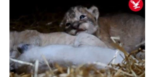 Nace un león blanco en zoológico de Estados Unidos Nace un león blanco en zoológico de Estados Unidos