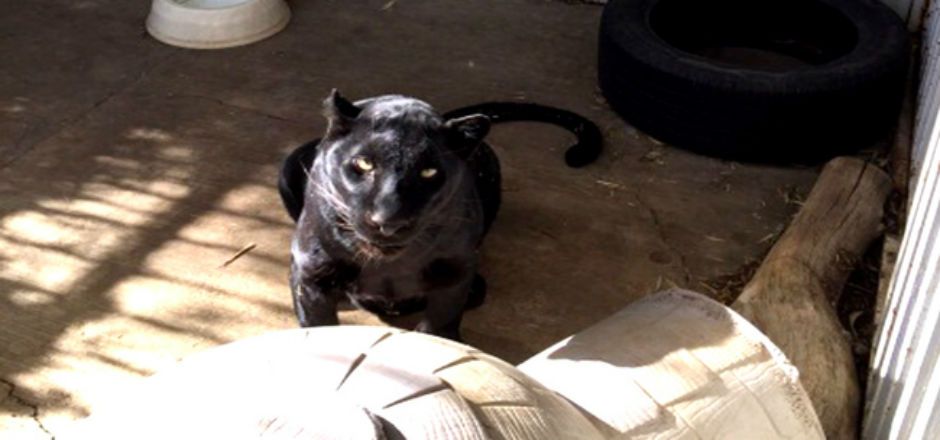 Asegura PROFEPA un leopardo en Atizapán de Zaragoza Asegura PROFEPA un leopardo en Atizapán de Zaragoza