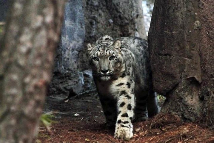Nuevo leopardo de Chapultepec se llama Iztac