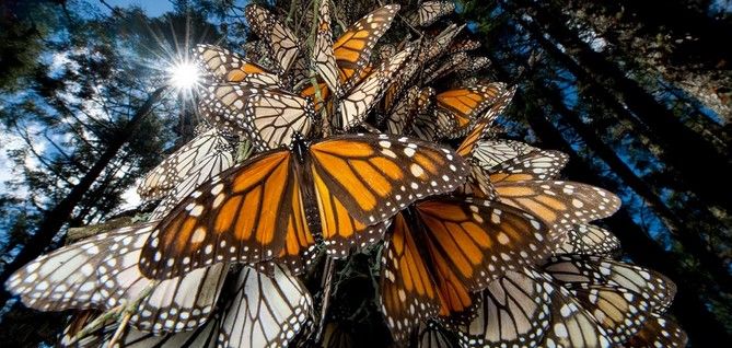 Invierten 26.5 mdp en Santuario de Mariposa Monarca Invierten 26.5 mdp en Santuario de Mariposa Monarca