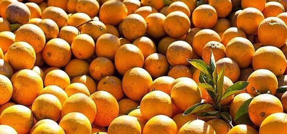 Científicos japoneses desarrollaron combustible con naranjas Científicos japoneses desarrollaron combustible con naranjas