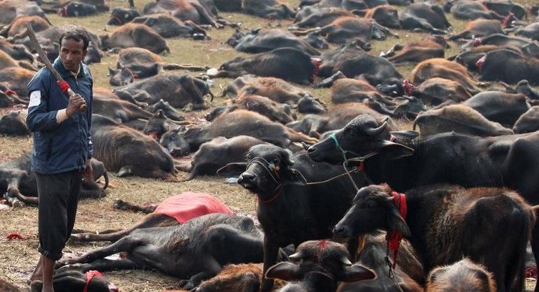 Sacrificar animales es de “buena suerte” en Nepal Sacrificar animales es de “buena suerte” en Nepal