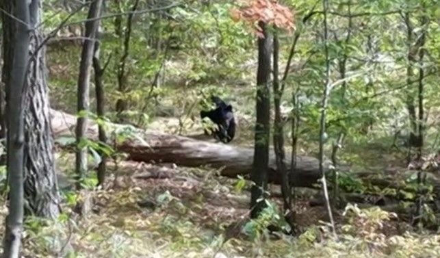 Joven fotografió al oso que lo mató