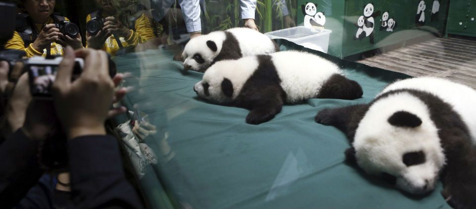 Dan de alta a pandas trillizos en China Dan de alta a pandas trillizos en China