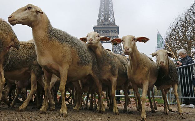 Corderos ‘protestan’ en la Torre Eiffel por amenaza de lobos Corderos ‘protestan’ en la Torre Eiffel por amenaza de lobos