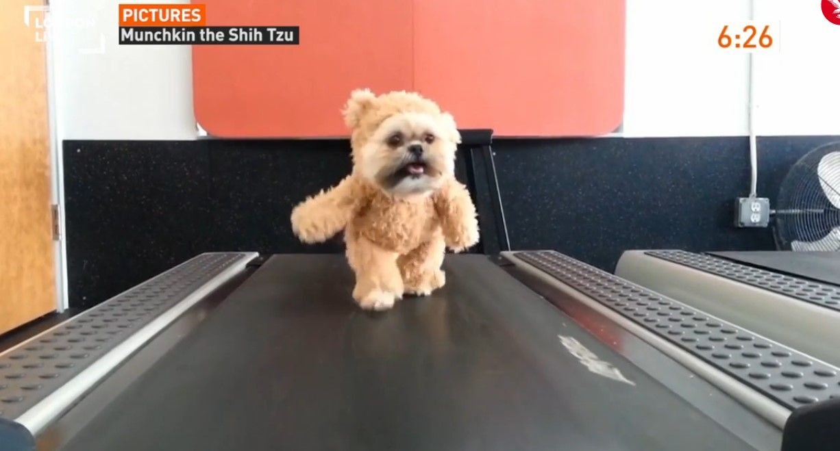 Perro-Oso es grabado en caminadora eléctrica Perro-Oso es grabado en caminadora eléctrica