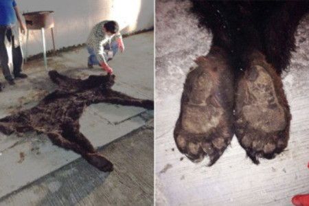 Detienen a hombre con piel de oso negro