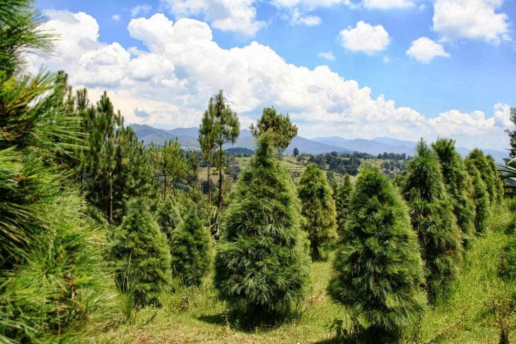 Iniciará PROFEPA programa de verificación a pinos navideños