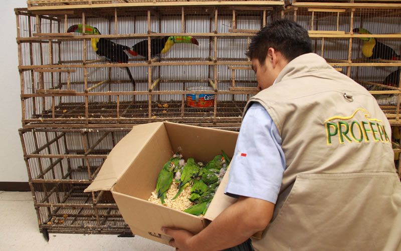 Decomisa PROFEPA venado y tres pericos en Jalisco