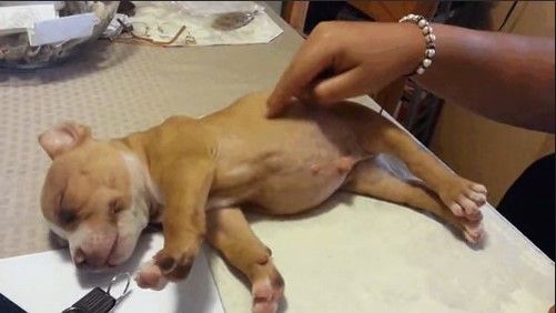 El perrito que no se puede despertar El perrito que no se puede despertar