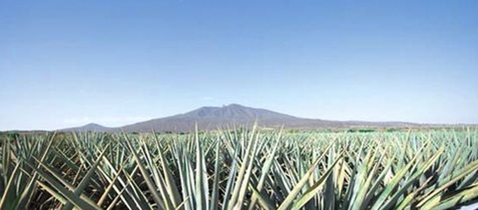 Quiebran 18 tequileras en lo que va del año Quiebran 18 tequileras en lo que va del año