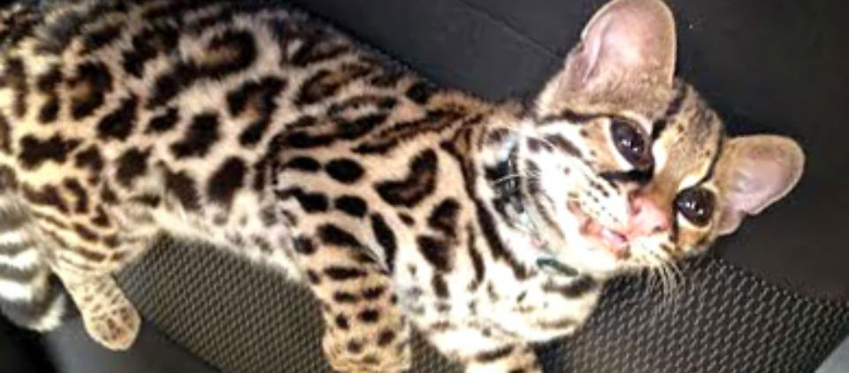 Decomisan cachorro de tigrillo en Oaxaca