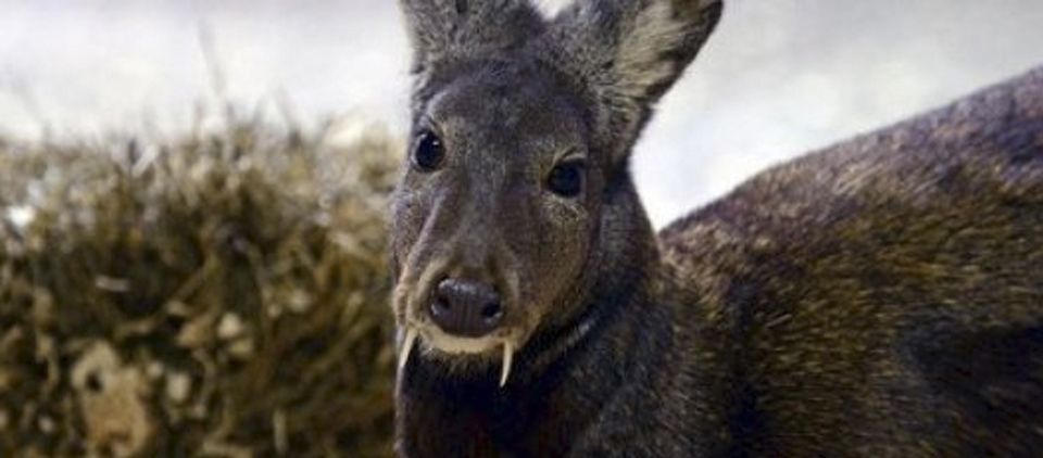 Aparece venado con colmillos 66 años después Aparece venado con colmillos 66 años después