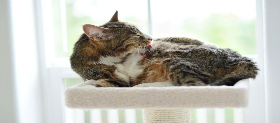 Venden cama con gato incluido