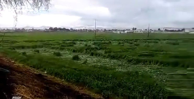 Aparecen “figuras hechas por extraterrestres” en Edomex Aparecen “figuras hechas por extraterrestres” en Edomex