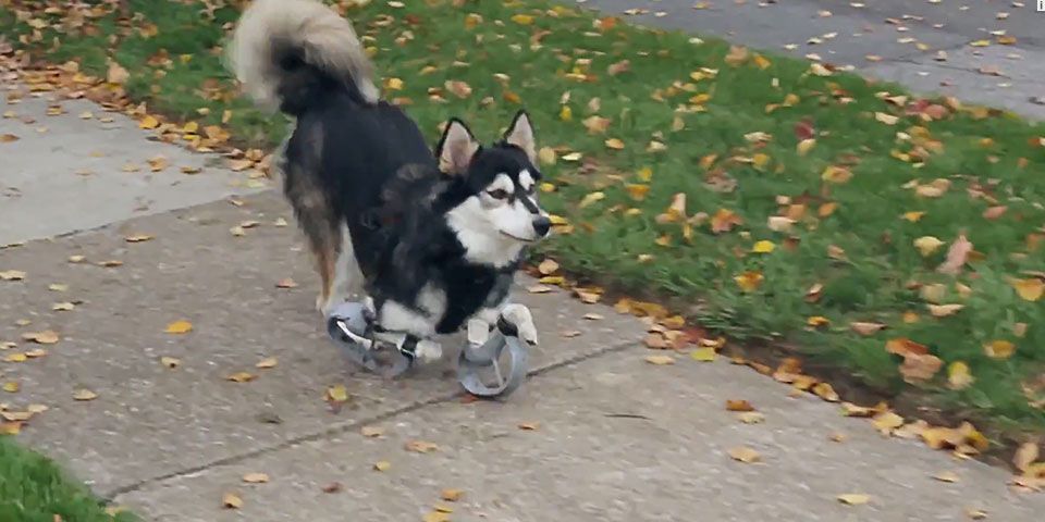 Prótesis impresa en 3D le devuelve movilidad a un perro Prótesis impresa en 3D le devuelve movilidad a un perro