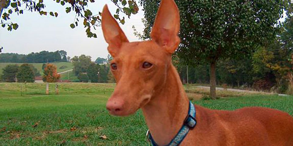 Asociación aprueba 4 nuevas razas de perros Asociación aprueba 4 nuevas razas de perros