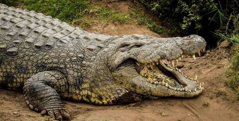 Celebran cumpleaños 114 del cocodrilo más viejo del mundo Celebran cumpleaños 114 del cocodrilo más viejo del mundo