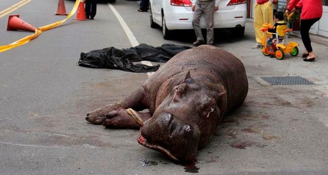 Muere hipopótamo por maltratos en Taiwan