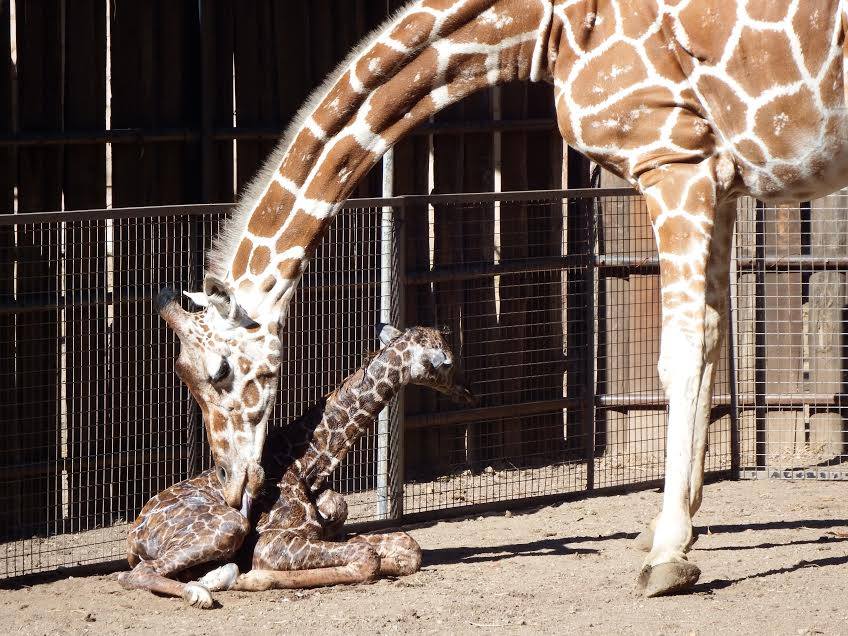 Bienvenida la jirafa recién nacida del Zoológico de León