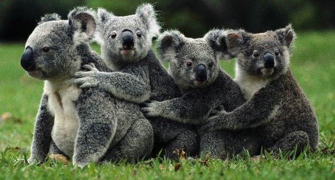 Koalas están extinguiéndose en Australia