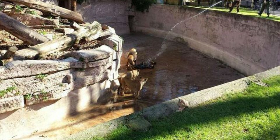 Hombre se lanza al foso de los leones en Barcelona Hombre se lanza al foso de los leones en Barcelona