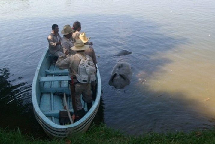 PROFEPA encuentra manatí muerto en laguna de Tabasco PROFEPA encuentra manatí muerto en laguna de Tabasco