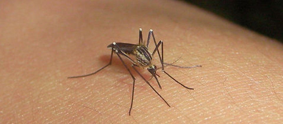 Llega primer caso de chikungunya a Jalisco Llega primer caso de chikungunya a Jalisco