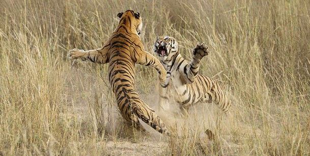 NatGeo publica sus mejores fotografías de 2014