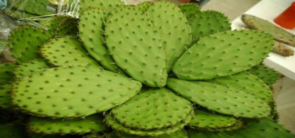 Ponen en cuarentena al nopal mexicano