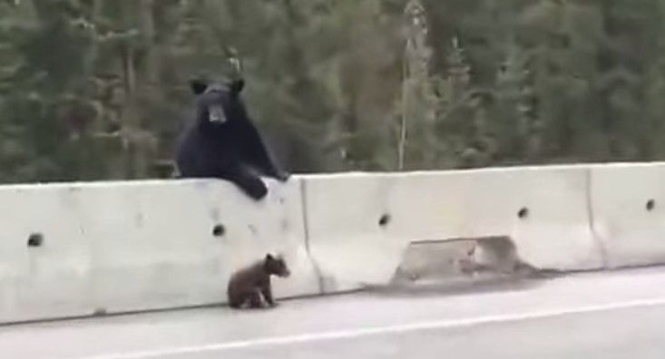 Mamá oso rescata a su hijo de la carretera Mamá oso rescata a su hijo de la carretera