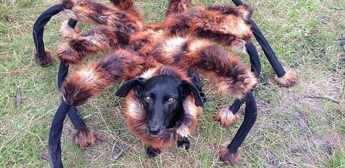 Mejores videos de bromas de 2014