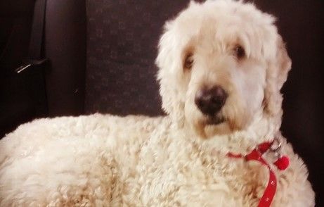 Un dueño grabó lo que hace su perro cuando está solo Un dueño grabó lo que hace su perro cuando está solo