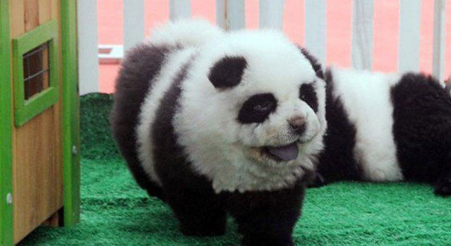 Clausuran un circo por promocionar perros-panda Clausuran un circo por promocionar perros-panda