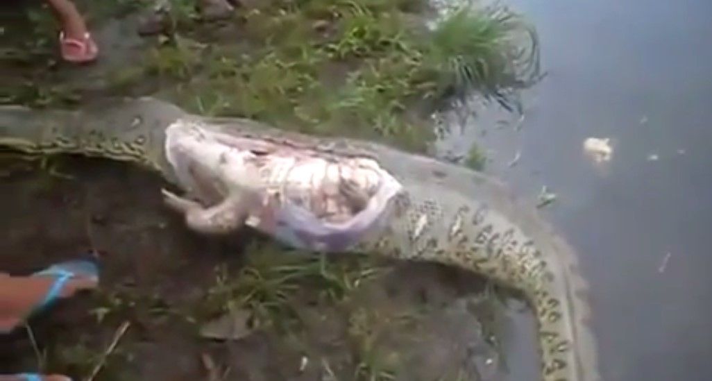 Sacan a cocodrilo del vientre de una pitón Sacan a cocodrilo del vientre de una pitón