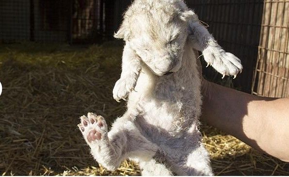 Un león blanco nace en Madrid