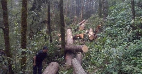 Desmantelan aserradero clandestino en Oaxaca