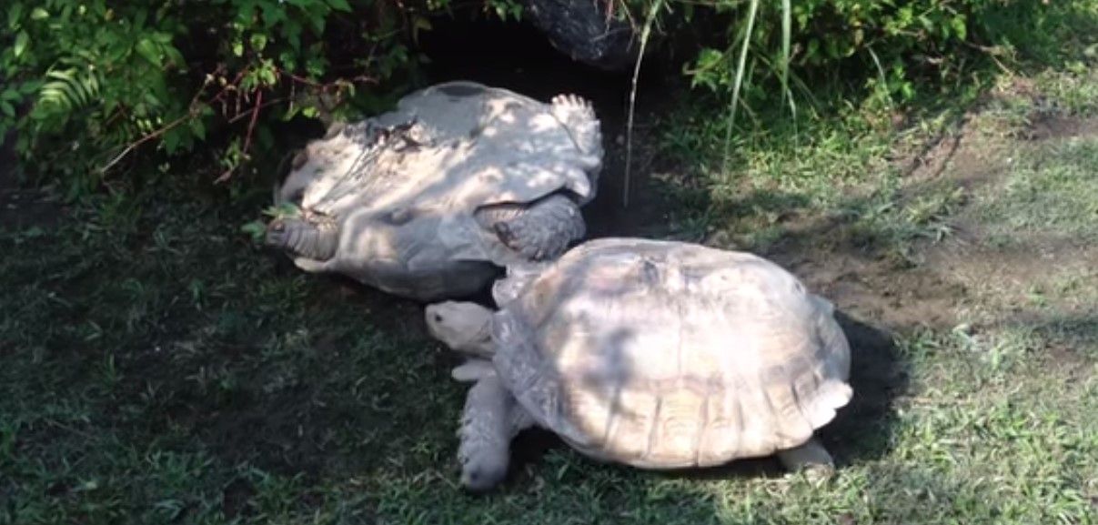 Tortuga corre para salvar a su amiga volcada Tortuga corre para salvar a su amiga volcada