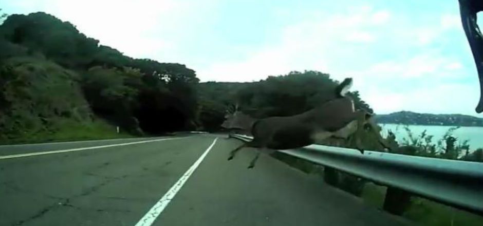 Ciclista choca con un venado Ciclista choca con un venado